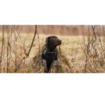 Скрадок для собак ALPS OutdoorZ Alpha Dog Blind